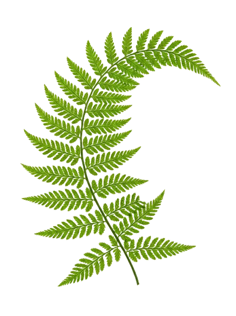Green Fern Leaf Frond