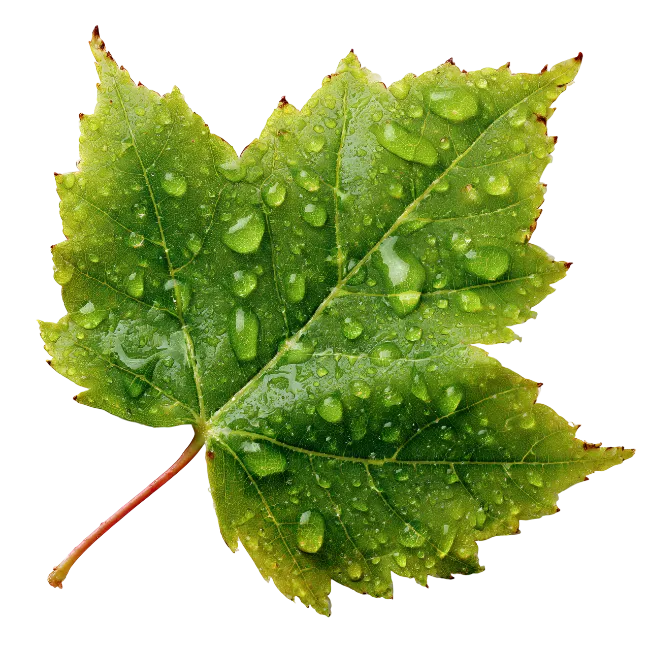 Green Maple Leaf with Dew Drops