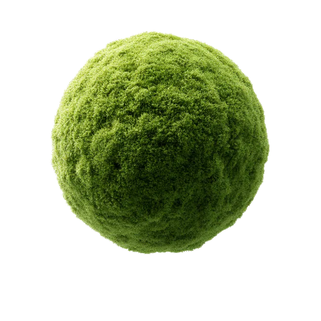 Green Moss Ball Isolated on Black