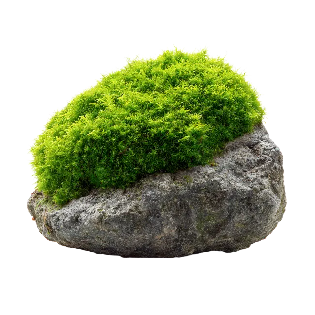Green Moss Covered Stone