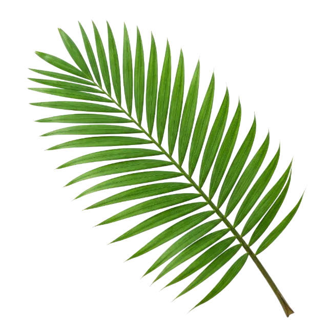 Green Palm Leaf Frond
