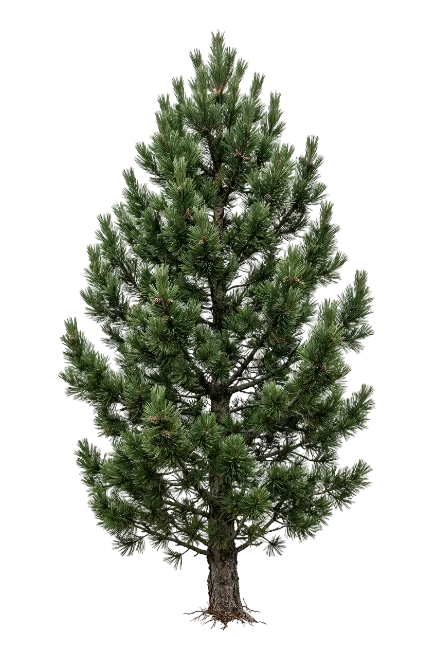 Green pine tree with lush needles