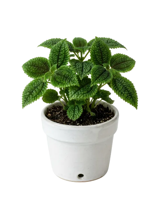 Green Potted Plant with Textured Leaves