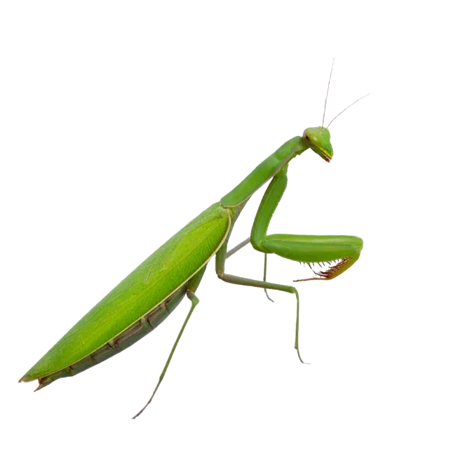 Green Praying Mantis Insect