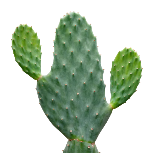 Green Prickly Pear Cactus Plant