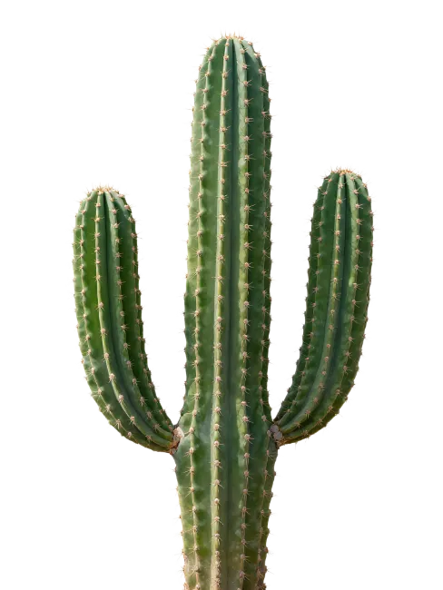 Green Saguaro Cactus Plant Isolated