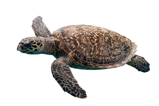 Green Sea Turtle Swimming in Ocean