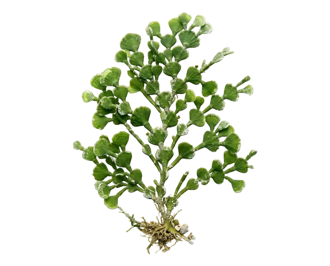 Green Seaweed Plant Specimen