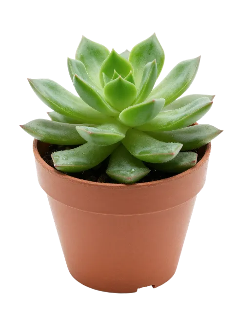 Green Succulent Plant in Brown Pot