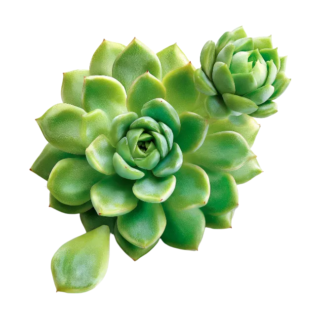 Green Succulent Plant Top View