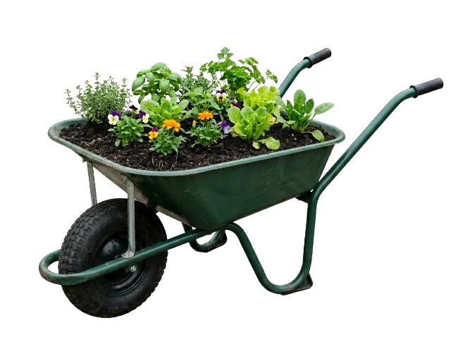 Green Wheelbarrow Filled with Garden Plants