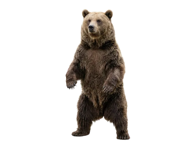 Grizzly bear standing upright on hind legs