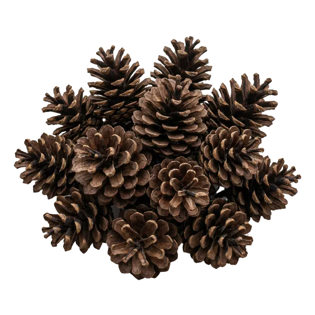 Group of Brown Pine Cones