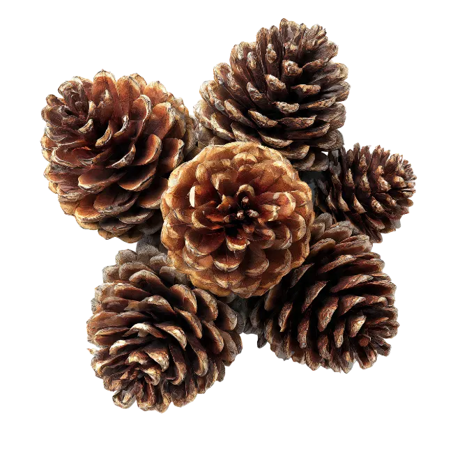 Group of Brown Pine Cones
