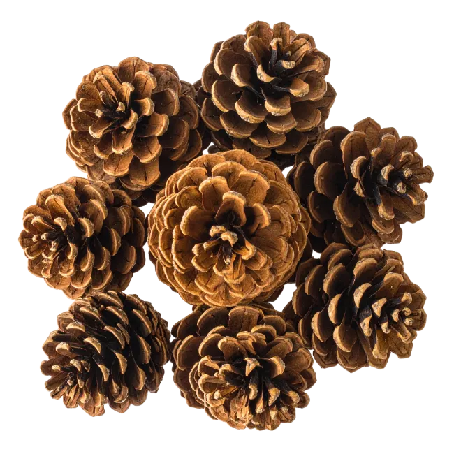 Group of Brown Pine Cones