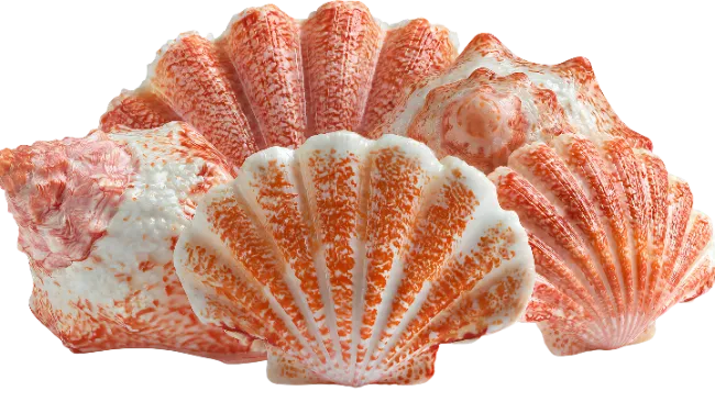 Group of textured red and white seashells