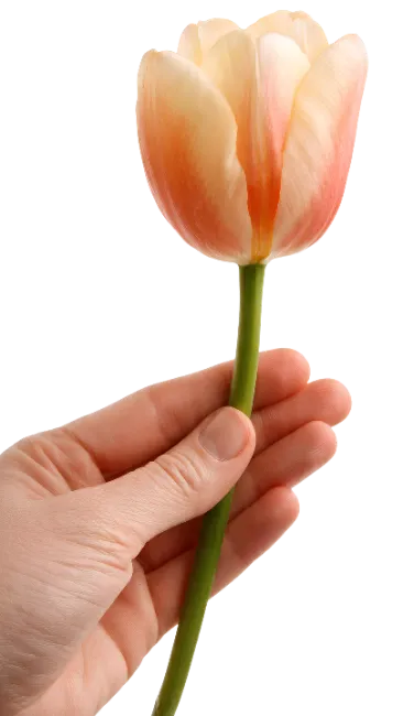Hand holding a peach and white tulip flower