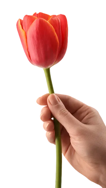 Hand holding a single red tulip flower