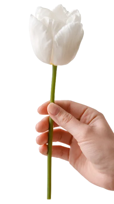 Hand holding a white tulip flower