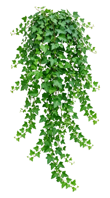 Hanging English Ivy Plant