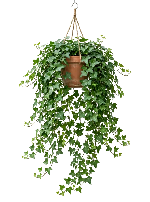 Hanging English Ivy Plant in Terracotta Pot