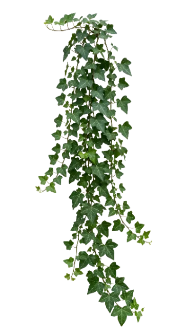 Hanging English Ivy Vine with Green Leaves