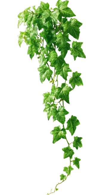 Hanging English Ivy Vine with Green Leaves