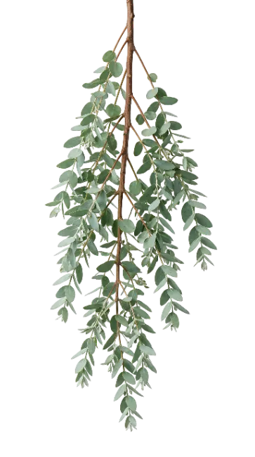 Hanging Eucalyptus Branches with Green Leaves