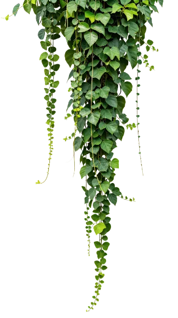 Hanging Green Ivy Plant Vines