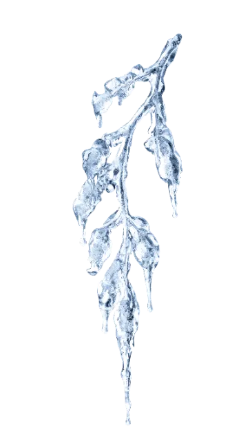 Hanging Ice Branch with Icicles