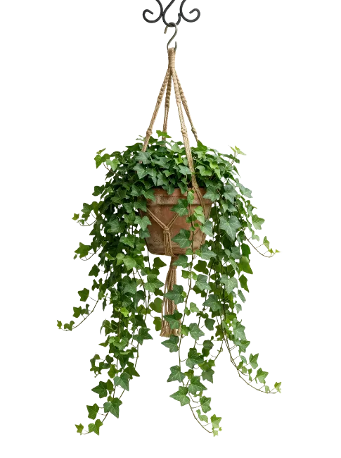 Hanging potted ivy plant with green leaves