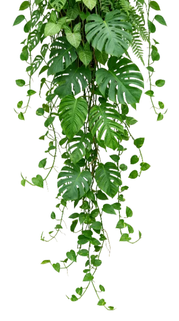 Hanging Tropical Foliage Vines
