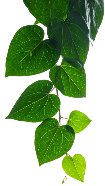 Hanging Vine with Green Heart Shaped Leaves