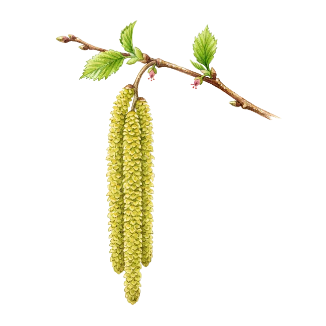 Hazelnut Tree Branch with Catkins Illustration