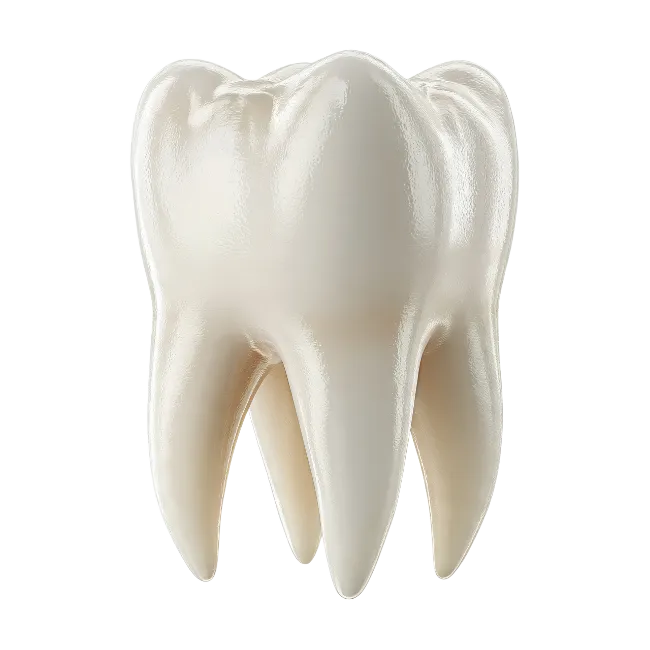 Healthy Human Molar Tooth Illustration