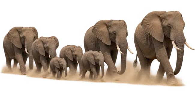 Herd of Elephants Walking in Dust
