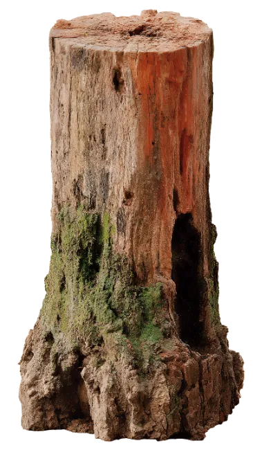 Hollow Tree Stump with Moss
