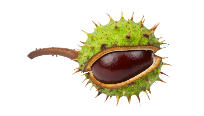 Horse Chestnut in Spiny Green Husk