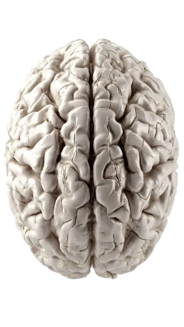 Human Brain Anatomy Model