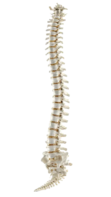 Human Spine Anatomy Model