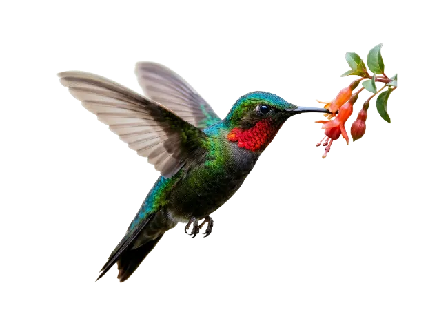 Hummingbird Feeding On Flower