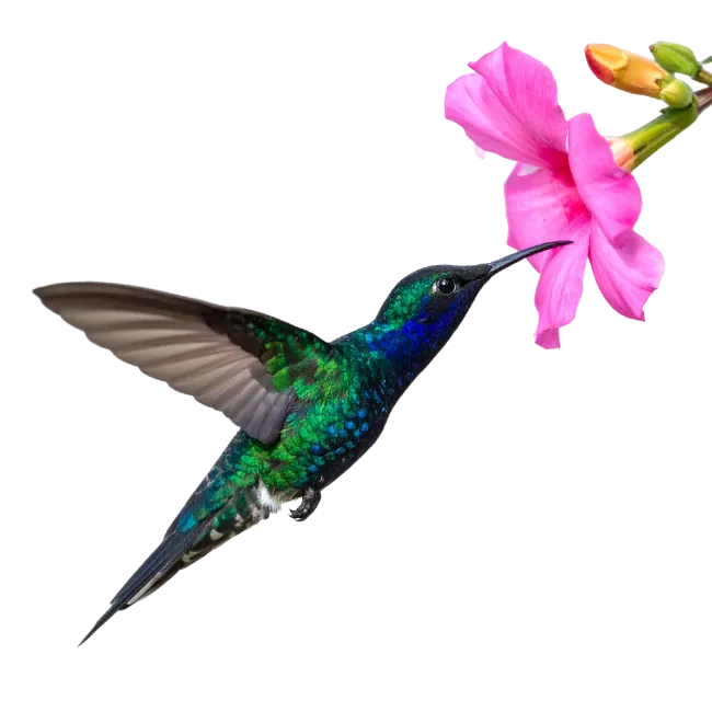 Hummingbird feeding on pink flower