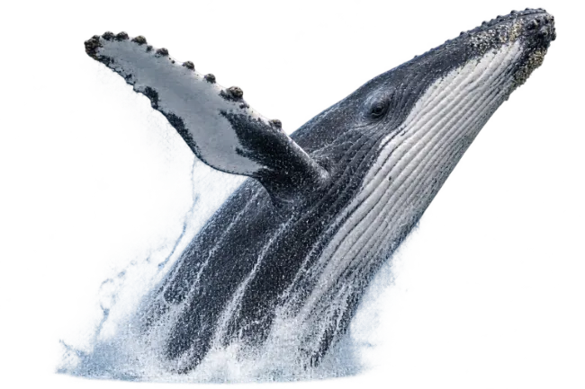 Humpback Whale Breach Ocean Jump