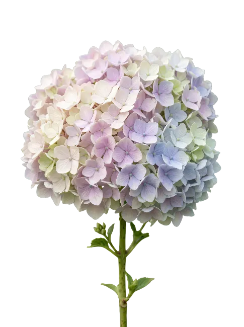 Hydrangea Flower Stem