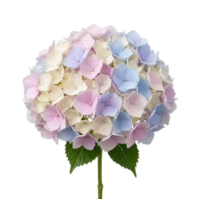 Hydrangea Flower Stem with Pastel Blue and Pink Blossoms