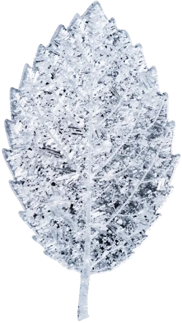 Icy Frozen Leaf Texture