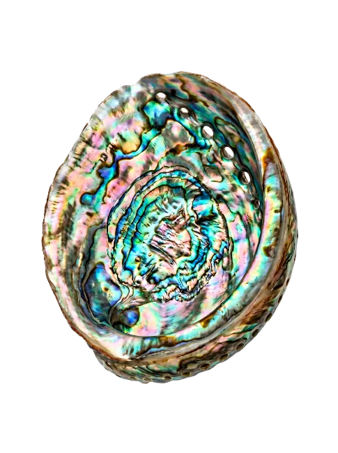 Iridescent Abalone Shell