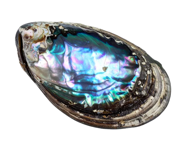 Iridescent Abalone Shell Inner Layer