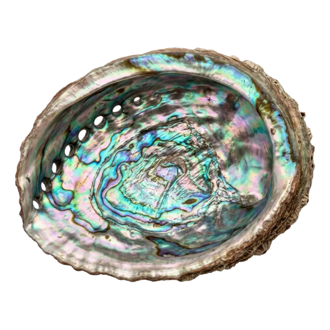 Iridescent Abalone Shell Interior