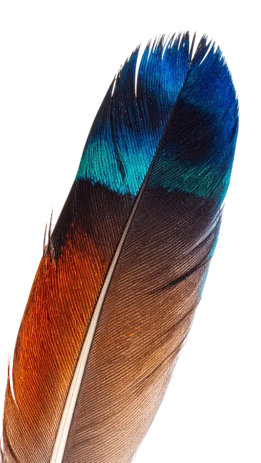 Iridescent Blue and Brown Bird Feather